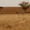 3 days tanzania safari