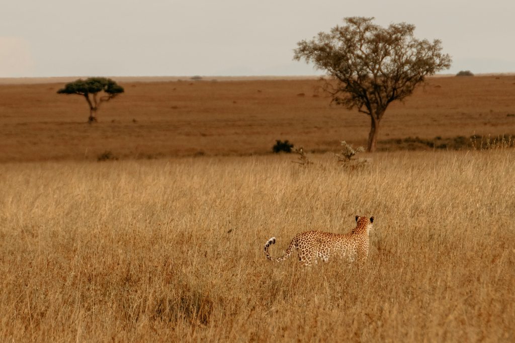 3 days tanzania safari