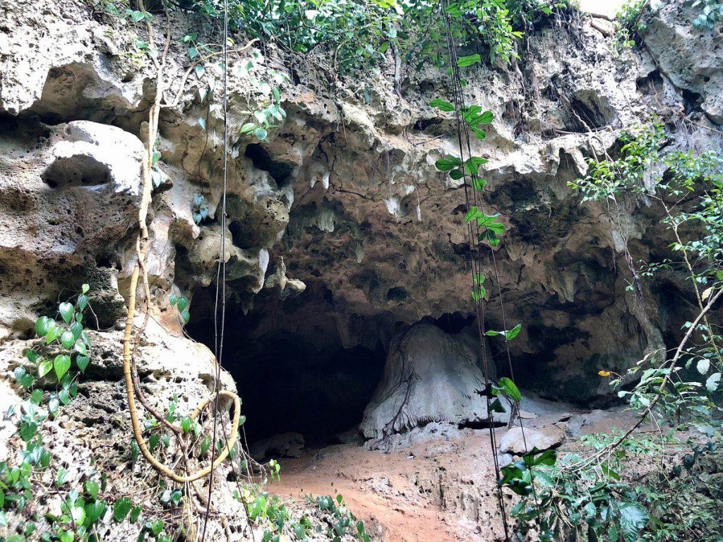 sieni forest and caves